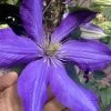 Rhapsody Clematis - 1 Gallon Pot 1 Rhapsody Clematis - 1 Gallon Pot -Outdoor Garden Store clematis rhapsody 8
