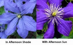 Rhapsody Clematis - 1 Gallon Pot 13 Rhapsody Clematis - 1 Gallon Pot -Outdoor Garden Store clematis rhapsody 9