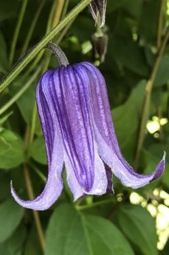 Roguchi Clematis - 1 Gallon Pot 12 Roguchi Clematis - 1 Gallon Pot -Outdoor Garden Store clematis roguchi 10