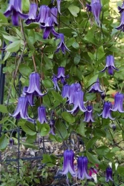 Roguchi Clematis - 1 Gallon Pot 11 Roguchi Clematis - 1 Gallon Pot -Outdoor Garden Store clematis roguchi 11
