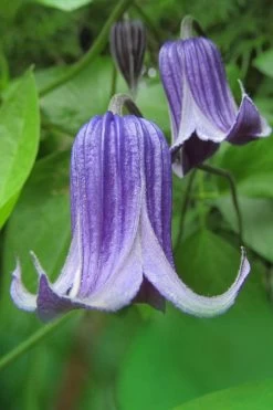 Roguchi Clematis - 1 Gallon Pot 13 Roguchi Clematis - 1 Gallon Pot -Outdoor Garden Store clematis roguchi 6