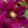 Rosemoor Clematis - 1 Gallon Pot 1 Rosemoor Clematis - 1 Gallon Pot -Outdoor Garden Store clematis rosemoor 4