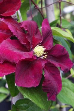 Rosemoor Clematis - 1 Gallon Pot 10 Rosemoor Clematis - 1 Gallon Pot -Outdoor Garden Store clematis rosemoor 5