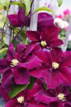 Rosemoor Clematis - 1 Gallon Pot 11 Rosemoor Clematis - 1 Gallon Pot -Outdoor Garden Store clematis rosemoor 6