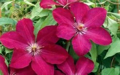 Rouge Cardinal Clematis - 1 Gallon Pot 11 Rouge Cardinal Clematis - 1 Gallon Pot -Outdoor Garden Store clematis rouge cardinal 2