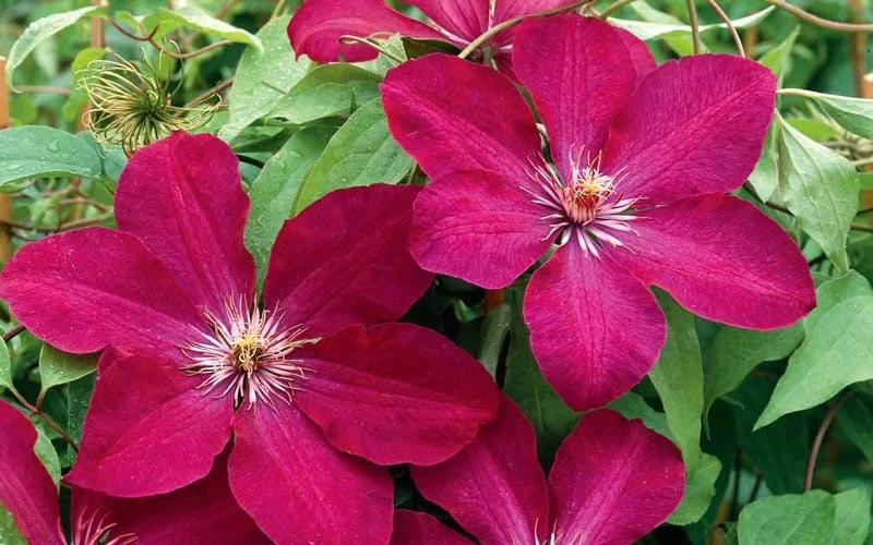 Rouge Cardinal Clematis - 1 Gallon Pot 7 Rouge Cardinal Clematis - 1 Gallon Pot - Image 5