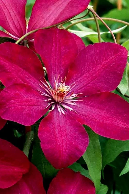Rouge Cardinal Clematis - 1 Gallon Pot 6 Rouge Cardinal Clematis - 1 Gallon Pot - Image 4