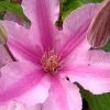 Sally Clematis - 1 Gallon Pot 2 Sally Clematis - 1 Gallon Pot -Outdoor Garden Store clematis sally 21
