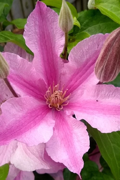 Sally Clematis - 1 Gallon Pot 3 Sally Clematis - 1 Gallon Pot