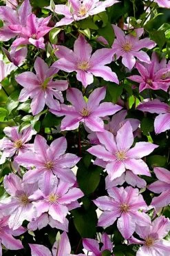 Sally Clematis - 1 Gallon Pot 12 Sally Clematis - 1 Gallon Pot -Outdoor Garden Store clematis sally 22