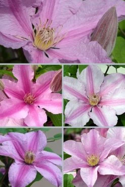Sally Clematis - 1 Gallon Pot 11 Sally Clematis - 1 Gallon Pot -Outdoor Garden Store clematis sally 24