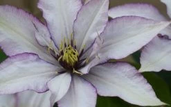 Samaritan Jo Clematis - 1 Gallon Pot 19 Samaritan Jo Clematis - 1 Gallon Pot -Outdoor Garden Store clematis samaritan joe 1