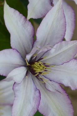 Samaritan Jo Clematis - 1 Gallon Pot 18 Samaritan Jo Clematis - 1 Gallon Pot -Outdoor Garden Store clematis samaritan joe 2