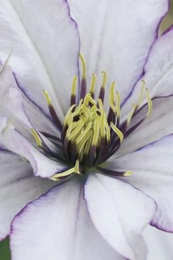 Samaritan Jo Clematis - 1 Gallon Pot 17 Samaritan Jo Clematis - 1 Gallon Pot -Outdoor Garden Store clematis samaritan joe 4