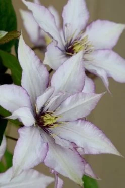 Samaritan Jo Clematis - 1 Gallon Pot 14 Samaritan Jo Clematis - 1 Gallon Pot -Outdoor Garden Store clematis samaritan joe 5
