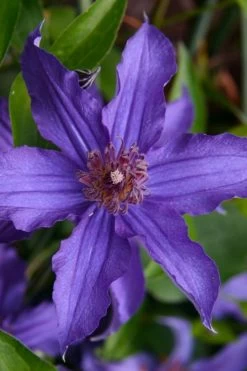 Sapphire Indigo Clematis - 1 Gallon Pot 15 Sapphire Indigo Clematis - 1 Gallon Pot -Outdoor Garden Store clematis sapphire indigo 1