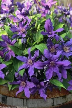Sapphire Indigo Clematis - 1 Gallon Pot 13 Sapphire Indigo Clematis - 1 Gallon Pot -Outdoor Garden Store clematis sapphire indigo 4