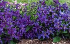 Sapphire Indigo Clematis - 1 Gallon Pot 12 Sapphire Indigo Clematis - 1 Gallon Pot -Outdoor Garden Store clematis sapphire indigo 7