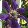 Sapphire Indigo Clematis - 1 Gallon Pot 1 Sapphire Indigo Clematis - 1 Gallon Pot -Outdoor Garden Store clematis sapphire indigo 9