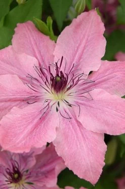 Sarah Elizabeth Clematis - 1 Gallon Pot 15 Sarah Elizabeth Clematis - 1 Gallon Pot -Outdoor Garden Store clematis sarah elizabeth 4