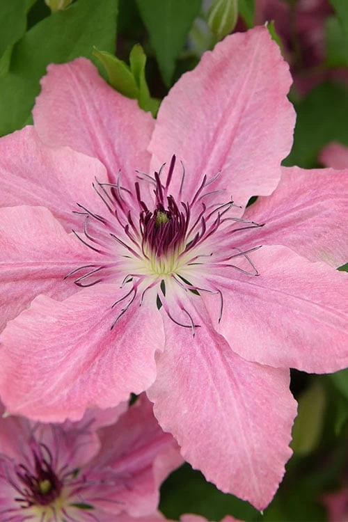 Sarah Elizabeth Clematis - 1 Gallon Pot 9 Sarah Elizabeth Clematis - 1 Gallon Pot - Image 7