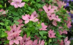 Sarah Elizabeth Clematis - 1 Gallon Pot 13 Sarah Elizabeth Clematis - 1 Gallon Pot -Outdoor Garden Store clematis sarah elizabeth 5