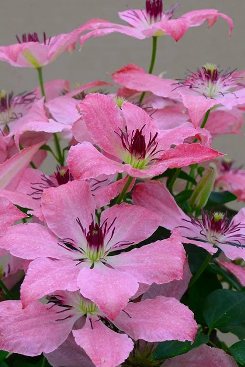 Sarah Elizabeth Clematis - 1 Gallon Pot 3 Sarah Elizabeth Clematis - 1 Gallon Pot