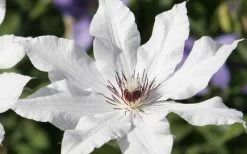 Snow Queen Clematis - 1 Gallon Pot -Outdoor Garden Store clematis snow queen 3