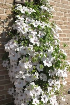 Snow Queen Clematis - 1 Gallon Pot -Outdoor Garden Store clematis snow queen 4