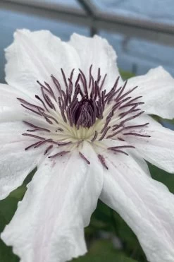 Snow Queen Clematis - 1 Gallon Pot -Outdoor Garden Store clematis snow queen 5