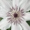 Snow Queen Clematis - 1 Gallon Pot 1 Snow Queen Clematis - 1 Gallon Pot -Outdoor Garden Store clematis snow queen 6