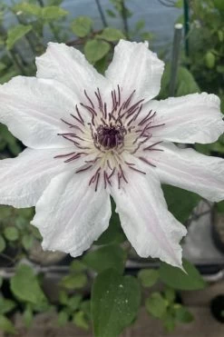 Snow Queen Clematis - 1 Gallon Pot -Outdoor Garden Store clematis snow queen 7
