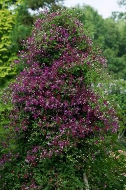 Sweet Summer Love Clematis - 1 Gallon Pot 13 Sweet Summer Love Clematis - 1 Gallon Pot -Outdoor Garden Store clematis sweet summer love 4
