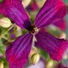 Sweet Summer Love Clematis - 1 Gallon Pot 2 Sweet Summer Love Clematis - 1 Gallon Pot -Outdoor Garden Store clematis sweet summer love 6