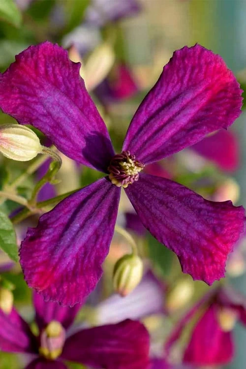 Sweet Summer Love Clematis - 1 Gallon Pot 3 Sweet Summer Love Clematis - 1 Gallon Pot