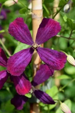 Sweet Summer Love Clematis - 1 Gallon Pot 15 Sweet Summer Love Clematis - 1 Gallon Pot -Outdoor Garden Store clematis sweet summer love 7