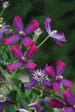 Sweet Summer Love Clematis - 1 Gallon Pot 12 Sweet Summer Love Clematis - 1 Gallon Pot -Outdoor Garden Store clematis sweet summer love 8