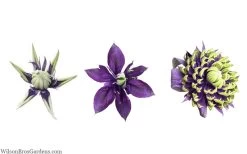 Taiga Clematis - 2 Gallon Pot 17 Taiga Clematis - 2 Gallon Pot -Outdoor Garden Store clematis taiga 24