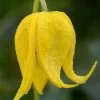 Tangutica Yellow Clematis - 1 Gallon Pot 1 Tangutica Yellow Clematis - 1 Gallon Pot -Outdoor Garden Store clematis tanguitica 6