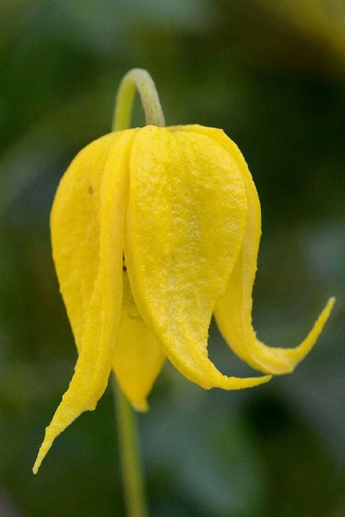 Tangutica Yellow Clematis - 1 Gallon Pot 3 Tangutica Yellow Clematis - 1 Gallon Pot