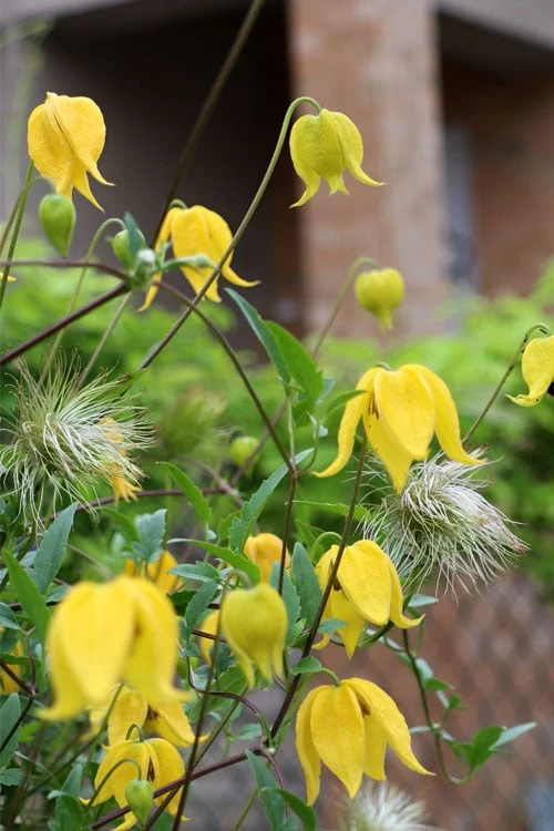 Tangutica Yellow Clematis - 1 Gallon Pot 11 Tangutica Yellow Clematis - 1 Gallon Pot - Image 9