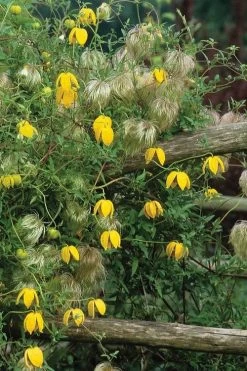 Tangutica Yellow Clematis - 1 Gallon Pot 16 Tangutica Yellow Clematis - 1 Gallon Pot -Outdoor Garden Store clematis tangutica 4