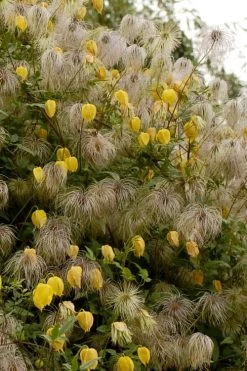 Tangutica Yellow Clematis - 1 Gallon Pot 15 Tangutica Yellow Clematis - 1 Gallon Pot -Outdoor Garden Store clematis tangutica flowers and seedheads