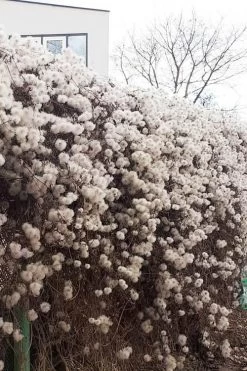 Tangutica Yellow Clematis - 1 Gallon Pot 18 Tangutica Yellow Clematis - 1 Gallon Pot -Outdoor Garden Store clematis tangutica seedheads winter