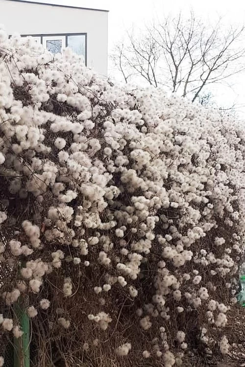 Tangutica Yellow Clematis - 1 Gallon Pot 10 Tangutica Yellow Clematis - 1 Gallon Pot - Image 8