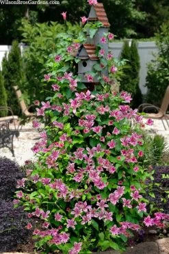 Duchess Of Albany Clematis - 1 Gallon Pot 13 Duchess Of Albany Clematis - 1 Gallon Pot -Outdoor Garden Store clematis texensis duchess of albany 15