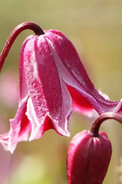 Etioile Rose Clematis - 1 Gallon Pot 7 Etioile Rose Clematis - 1 Gallon Pot - Image 5