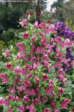 Etioile Rose Clematis - 1 Gallon Pot 13 Etioile Rose Clematis - 1 Gallon Pot -Outdoor Garden Store clematis texensis etoile rose 4