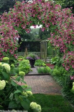 Etioile Rose Clematis - 1 Gallon Pot 11 Etioile Rose Clematis - 1 Gallon Pot -Outdoor Garden Store clematis texensis etoile rose 5