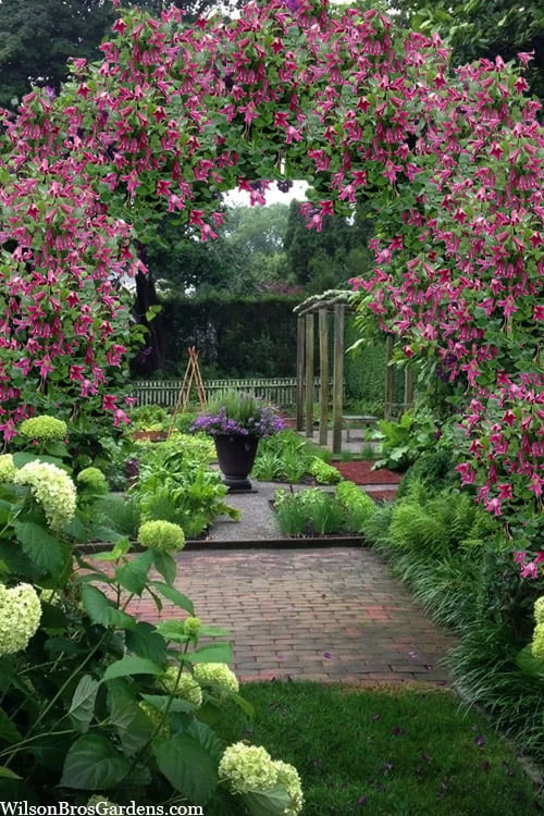 Etioile Rose Clematis - 1 Gallon Pot 6 Etioile Rose Clematis - 1 Gallon Pot - Image 4